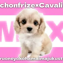 【 キャバション 】目ヂカラ最強！アプリコットカラーの希少キャバリアMIX！