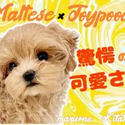 【 MIX 】驚愕の可愛さを持つプリンセス！スペシャルMIXマルプー登場！