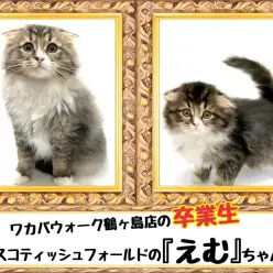 【 今日の鶴ヶ島店 】卒業生スコティッシュフォールドのえむちゃんが来店！