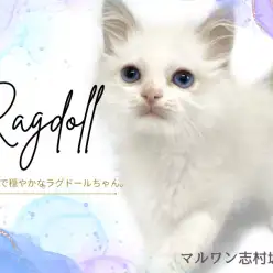 【ラグドール】幸せを運ぶ青い瞳のお姫様。穏やかで優しい性格のラグちゃんが登場！