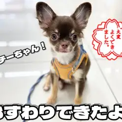 【 チワワ成長ログ 】天才チワワちゃん！オスワリ5分で覚えちゃった！