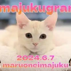 【 イマジュクグラム 】お散歩デビュー記念ブログ！生後4ヶ月のマンチカンちゃま！