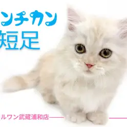 【 マンチカン 】超短足＆激かわフェイスの男の子が埼玉浦和にやってきた！！