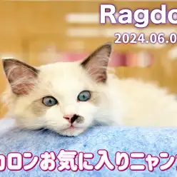 【 ラグドール成長ログ 】ラグドールちゃんの最近のお気に入りの場所はここ！