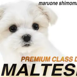 【 マルチーズ 】都内No.1の整い顔!極上級の愛らしさを持つプリンセスが君臨。