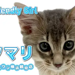 【 ソマリ 】明るく人懐こい性格！ブルーカラーの女の子！