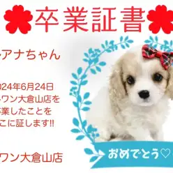 【 卒業証書 】レアナちゃん卒業おめでとう！！スタッフママより愛を込めて！