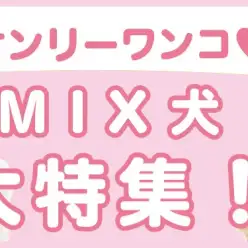 【 MIX犬特集 】6/13現在在店中のオンリーワンなMIXちゃん！最新動画付き