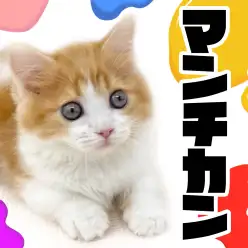 【 マンチカン 】バランスの良い性格と可愛いルックスが揃った短足マンチ！