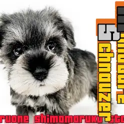 【 ミニチュアシュナウザー 】モノクロの美学！心を掴むキュートな性格にも注目！