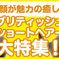 【 ブリティッシュショートヘア特集 】6/6現在在店中の丸顔癒し系にゃんこ！