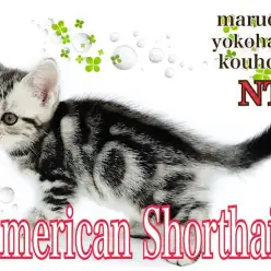 【  アメリカンショートヘア 】クールなルックスの甘々ガール、アメショの女の子