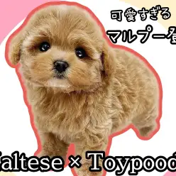 【 MIX犬 】最上級のルックス！トイレ成功率8割越えの賢さも持つ究極のマルプー