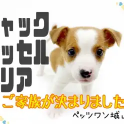 【 ジャックラッセルテリア 】あっという間に家族決定！可愛さ抜群なテリア犬