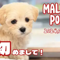 【 マルプー成長ログ 】新しく仲間入りしました！クリームカラーのマルプーちゃん！