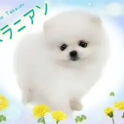 【 ポメラニアン 】プレミアムな可愛いお顔と爆毛ボディを持ったタヌキポメ降臨！