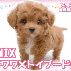 【 チワワ×トイプードル 】レッド＆ホワイトが美しい甘えん坊MIXの男の子！