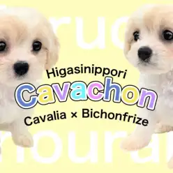 【 MIX キャバション 】ビションフリーゼ×キャバリアの希少ドワーフわんこ!