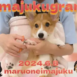 【 イマジュクグラム 】ヘソ天が大好きなコーギーちゃまのお手入れに密着！