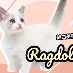 【 ラグドール 】超美猫！まるでぬいぐるみかのようなスペシャルな猫ちゃん