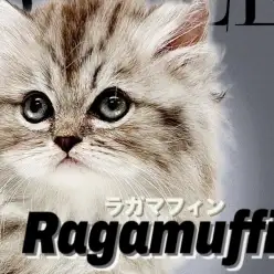 【 ラガマフィン 】神秘的なシルバーカラーの被毛に包まれた温厚癒し系キャット
