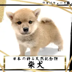 【 柴犬 】ムチっと丸っこい体型のしばちゃん