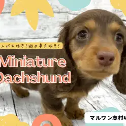 【 ミニチュアダックスフント 】おっとり癒し系！パーフェクトなダッちゃんが登場！