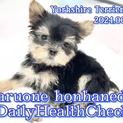 【 ヨークシャテリア 】毎朝恒例！ヨーキーちゃんのモーニングルーティーン！