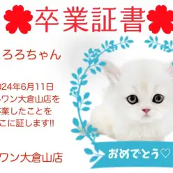 【 卒業証書 】とろろちゃん卒業おめでとう！！スタッフママより愛を込めて！