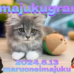 【 イマジュクグラム 】靴下を履いたサイベリアンちゃまのお手入れ動画を大公開！