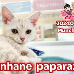 【 ホンハネパパラッチ 】短い足でケリケリ!元気いっぱいマンチカンちゃん!