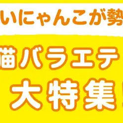 【 猫バラエティ特集 】6/27現在在店中のバラエティ猫ちゃん！最新動画付き！