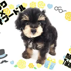 【 チワプー 】大人気ブラックタン！チワワとトイプードルの可愛い全部乗せ！