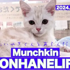 【 マンチカン成長ログ 】お気に入りのおもちゃ「たい焼きくん」と遊んだよ!