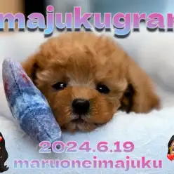 【 イマジュクグラム 】ドワーフ体型の困り顔！小さめトイプードルちゃまが仲間入り