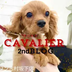 【 キャバリア 】たくましいお兄さんに成長してきた順応バッチリ優等生ボーイ！