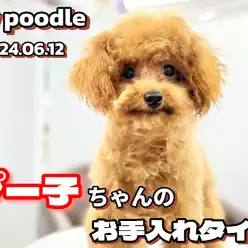 【 トイプードル成長ログ 】今日は私のお手入れの様子をお見せしちゃうわね！