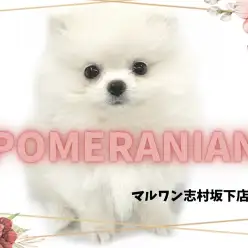 【 ポメラニアン 】白アザラシじゃないよ！プレミアムな可愛さの童顔ポメ登場！