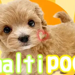 【 マルプー 】MIX犬代表！ルックス性格共にハイクラスなマルプーちゃん