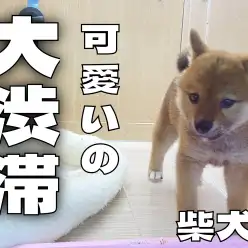 【 柴犬成長ログ 】可愛いの大渋滞を引き起こす丸顔しばこちゃん！