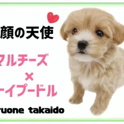 【 マルチーズ×トイプードル 】童顔爆発！大人気MIX犬のマルプーちゃんが登場！