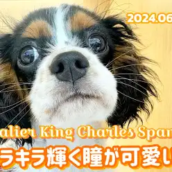 【 キャバリア成長ログ 】エレガントにゴージャスに成長中！ゲキカワキャバリン！