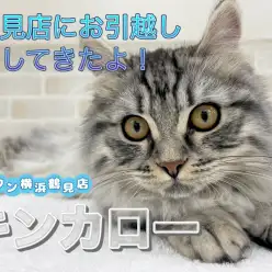 【 キンカロー 】本日のキンちゃん！鶴見店にお引越ししてきたよ！