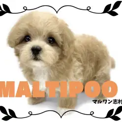 【 MIX 】絶大な人気を誇るMIX犬！おっとり癒し系フェイスのマルプー登場！