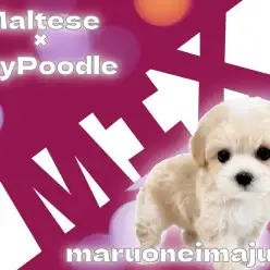 【 MIX マルプー 】マルチーズとトイプードルから生まれた目ヂカラ最強の女の子