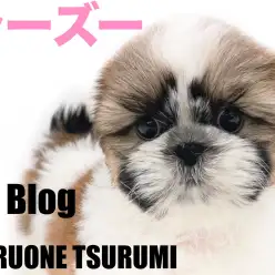 【 シーズー 】愛玩犬のなかでも人気上位のふっくら可愛い女の子！！