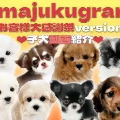 【 イマジュクグラム 】お客様感謝祭は6/23まで！子犬の最新動画を大公開！