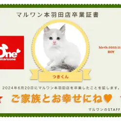 【 卒業記念 】ラグドールのつきくん卒業おめでとう！今までの感謝を込めて〜卒業ブログ〜