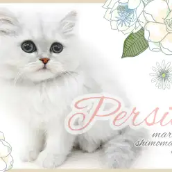 【 ペルシャ 】白銀に輝く被毛、妖艶漂う穏やかな性格で極上の癒しをお届け！