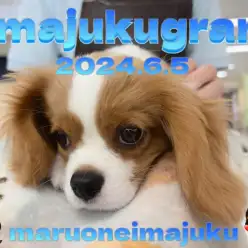 【 イマジュクグラム 】癒し系キャバリアちゃまのまったりお手入れタイムに密着！